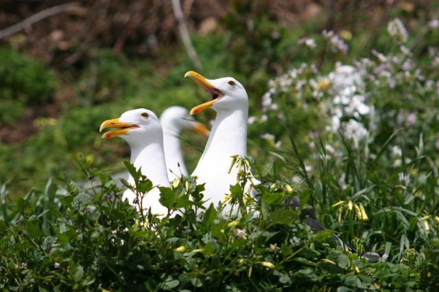 Nesting Seagulls
