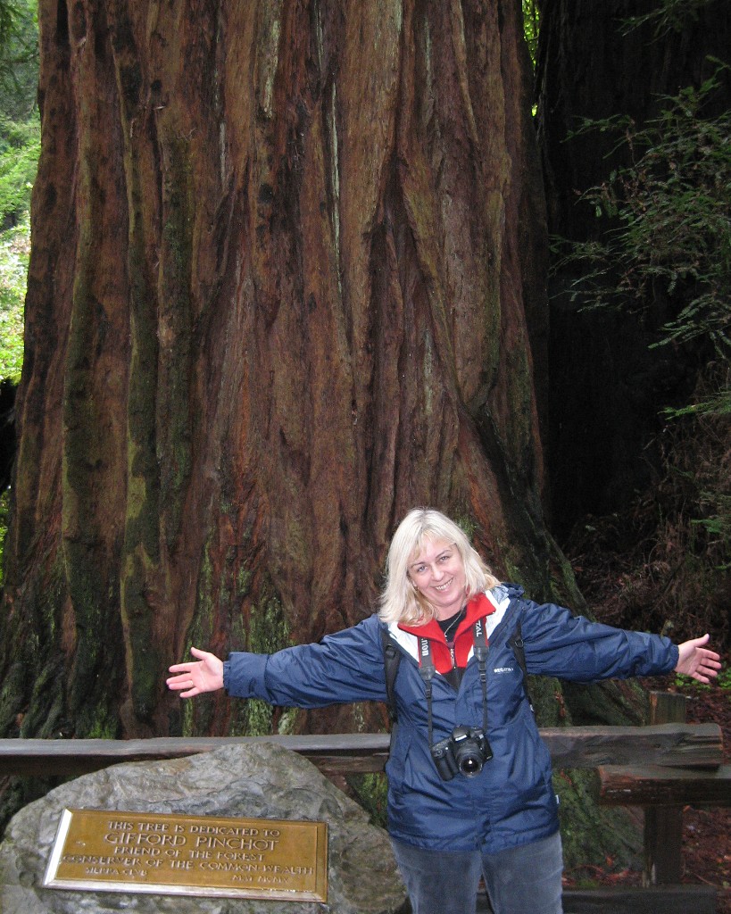 Giant Redwood