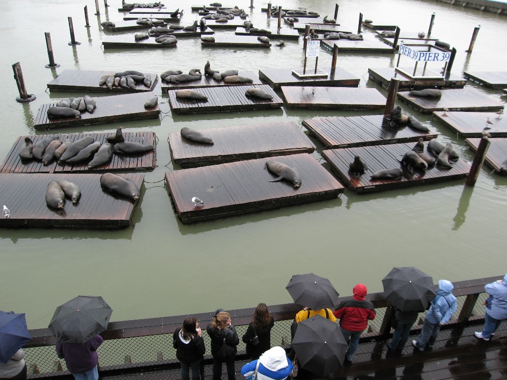 Looking at the Sea Lions