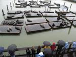 Looking at the Sea Lions