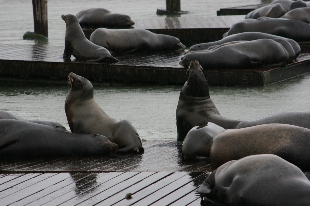 Pier 39 Sea Lions