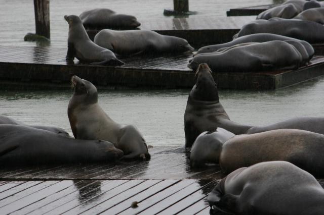Pier 39 Sea Lions