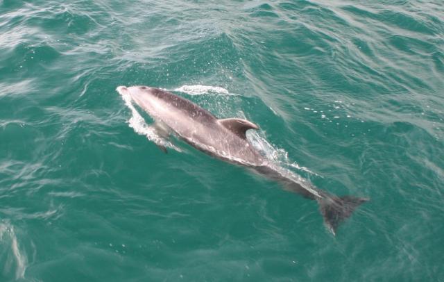 Dolphin in Bay Of Islands
