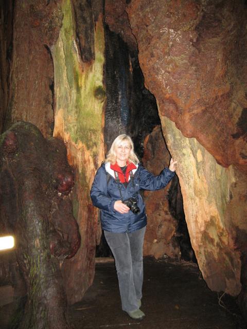 Gill inside a Giant Redwood